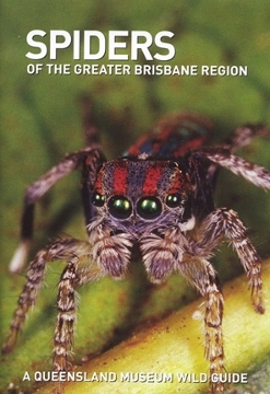 Spiders of the Greater Brisbane Region 1