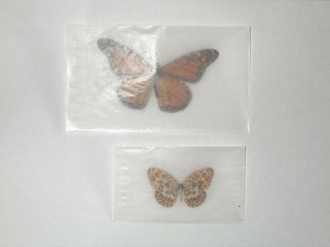 Insect Envelopes 2