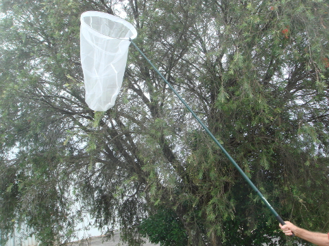 Foldable Insect/Butterfly Nets - Complete - Fibreglass 1