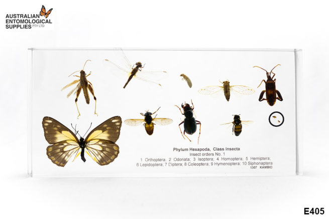 Insect Orders No. 1 - Embedded Specimen Mounts 1