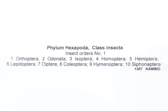 Insect Orders No. 1 - Embedded Specimen Mounts 3