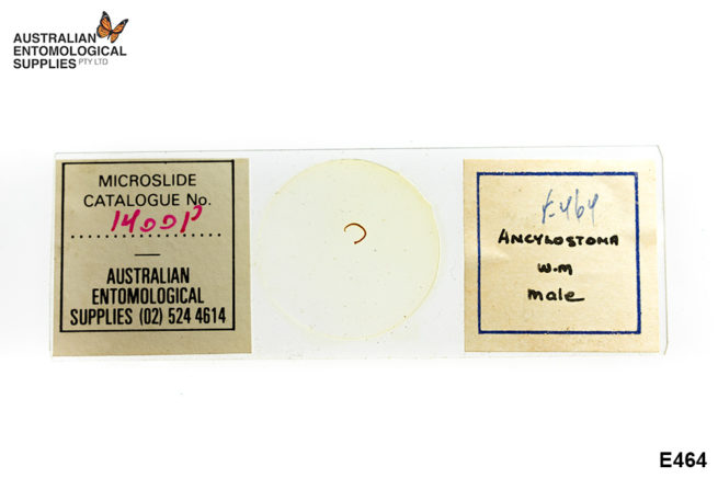 Prepared Slide - Zoology - Anclyostoma w.m. adult male 1