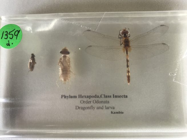 Insect Life Cycles Set - Embedded Specimen Mounts 2