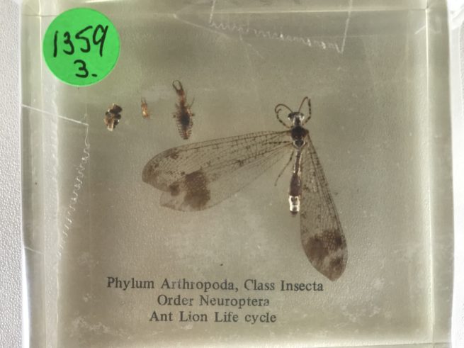 Insect Life Cycles Set - Embedded Specimen Mounts 3