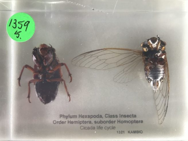 Cicada Life Cycle - Embedded Specimen Mounts 1