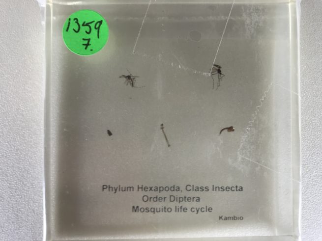 Mosquito Life Cycle - Embedded Specimen Mounts 1