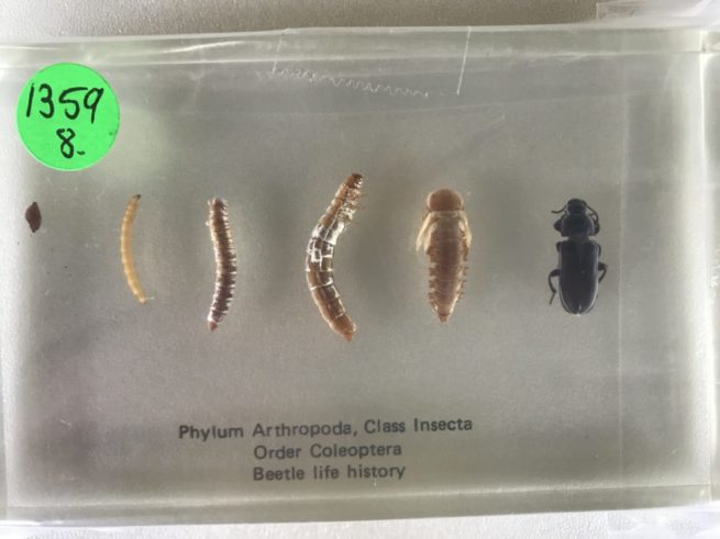 Insect Life Cycles Set - Embedded Specimen Mounts 8