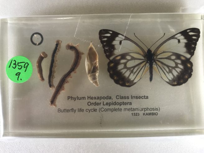 Insect Life Cycles Set - Embedded Specimen Mounts 9