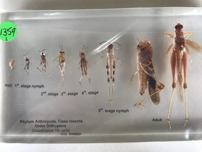 Insect Life Cycles Set - Embedded Specimen Mounts 1