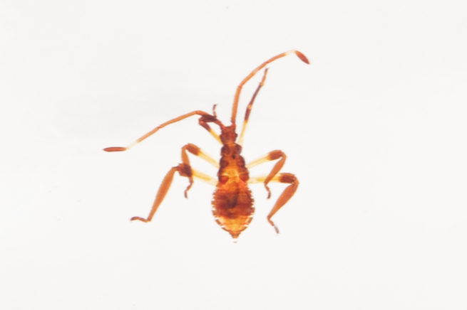 Hemiptera Life Cycle - Embedded Specimen Mounts 5