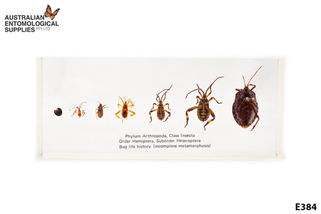 Hemiptera Life Cycle - Embedded Specimen Mounts 1