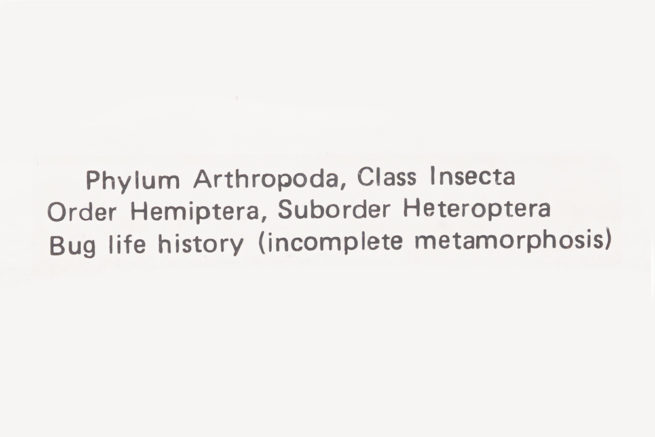 Hemiptera Life Cycle - Embedded Specimen Mounts 3