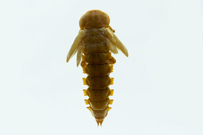 Coleoptera Life Cycle - Embedded Specimen Mounts 8