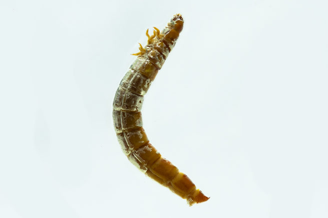 Coleoptera Life Cycle - Embedded Specimen Mounts 7
