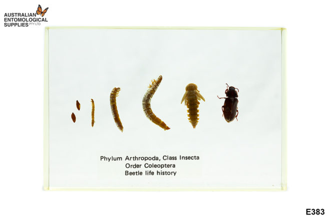 Coleoptera Life Cycle - Embedded Specimen Mounts 1