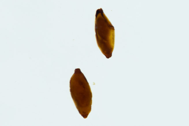 Coleoptera Life Cycle - Embedded Specimen Mounts 4