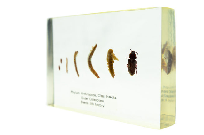 Coleoptera Life Cycle - Embedded Specimen Mounts 2
