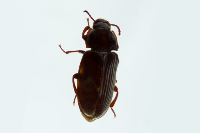 Coleoptera Life Cycle - Embedded Specimen Mounts 9