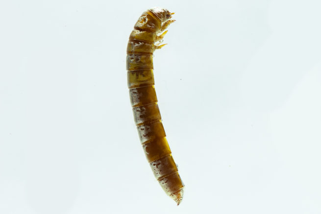 Coleoptera Life Cycle - Embedded Specimen Mounts 6