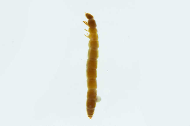 Coleoptera Life Cycle - Embedded Specimen Mounts 5