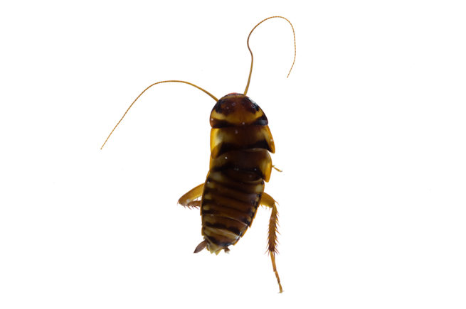 Cockroach Life Cycle - Embedded Specimen Mounts 7