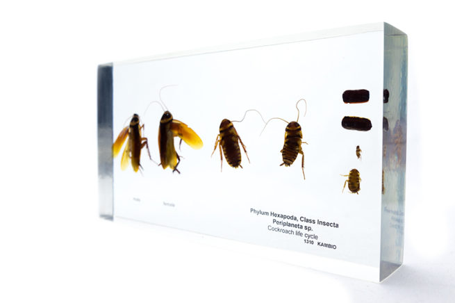Cockroach Life Cycle - Embedded Specimen Mounts 2