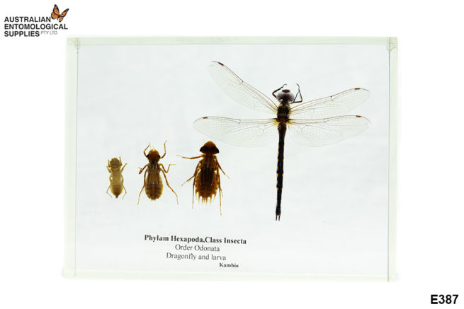 Dragonfly Life Cycle - Embedded Specimen Mounts 1