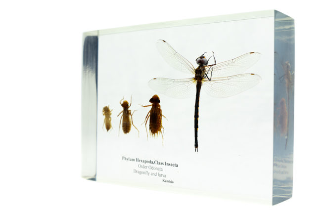 Dragonfly Life Cycle - Embedded Specimen Mounts 2