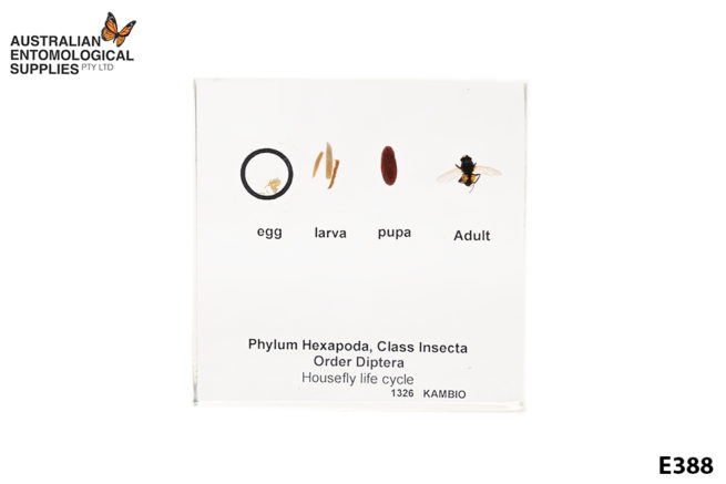 Housefly Life Cycle - Embedded Specimen Mounts 1