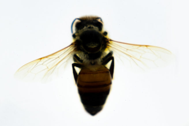 Honeybee Life Cycle - Embedded Specimen Mounts 3