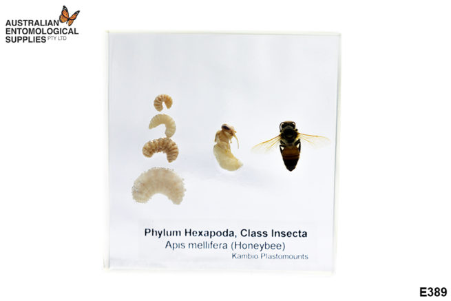 Honeybee Life Cycle - Embedded Specimen Mounts 1