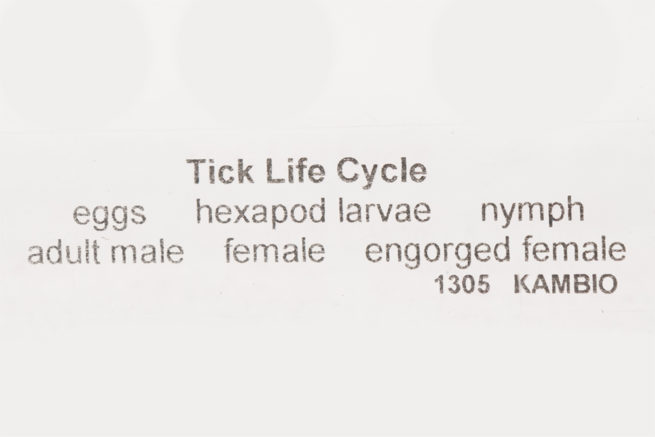 Tick Life Cycle - Embedded Specimen Mounts 3