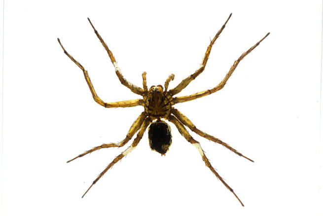 Spider - Embedded Specimen Mounts 4