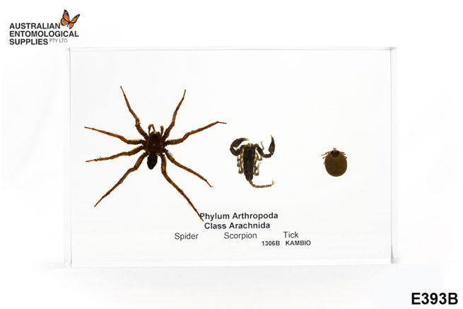 Arachnid Types - Embedded Specimen Mounts 1