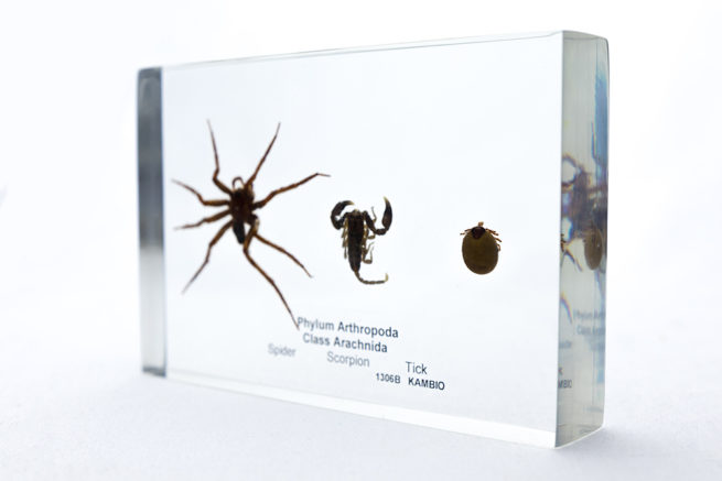 Arachnid Types - Embedded Specimen Mounts 2