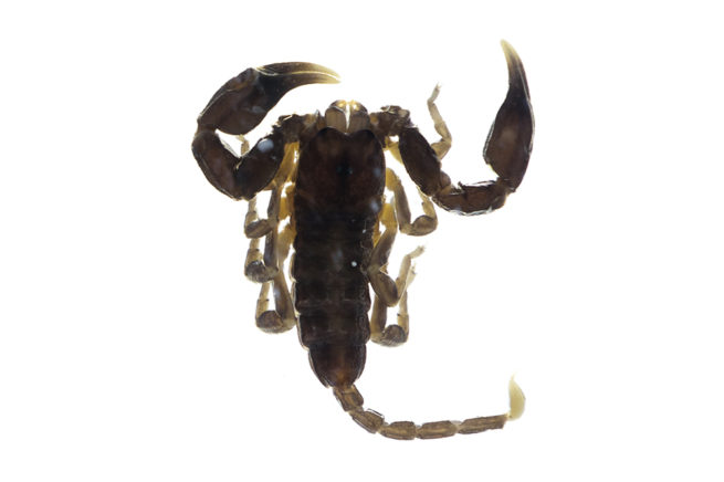 Arachnid Types - Embedded Specimen Mounts 5