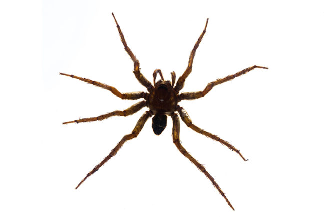 Arachnid Types - Embedded Specimen Mounts 4
