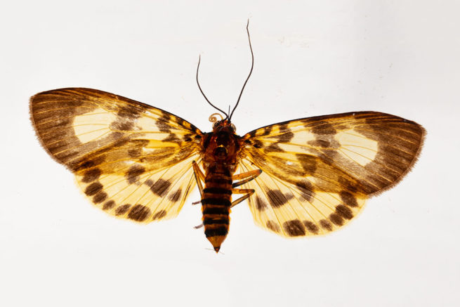 Butterfly and Moth Comparison - Embedded Specimen Mounts 5