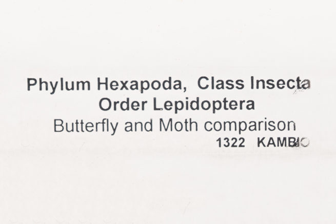 Butterfly and Moth Comparison - Embedded Specimen Mounts 3