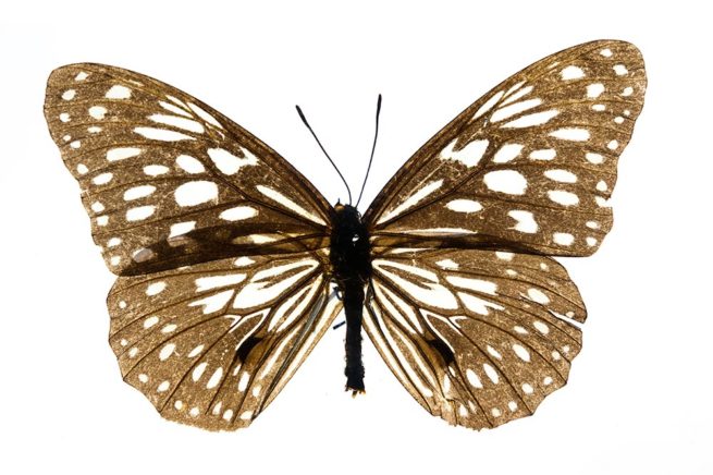 Butterfly - Embedded Specimen Mounts 4