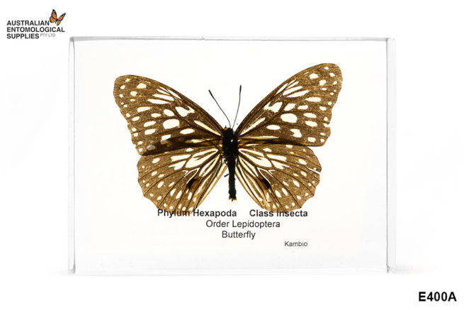 Butterfly - Embedded Specimen Mounts 1