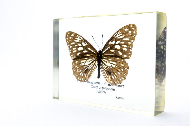 Butterfly - Embedded Specimen Mounts 2