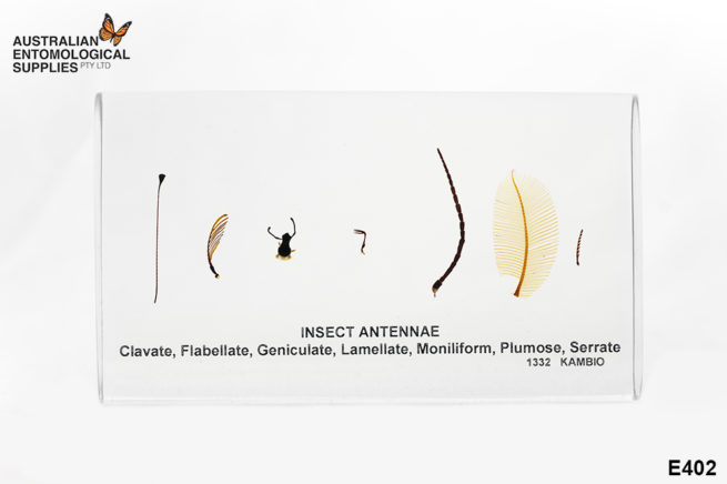 Insect Antennae - Embedded Specimen Mounts 1
