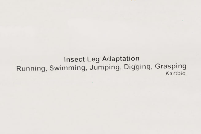 Insect Leg Adaptions - Embedded Specimen Mounts 3