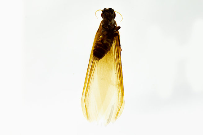 Termite Castes - Embedded Specimen Mounts 3