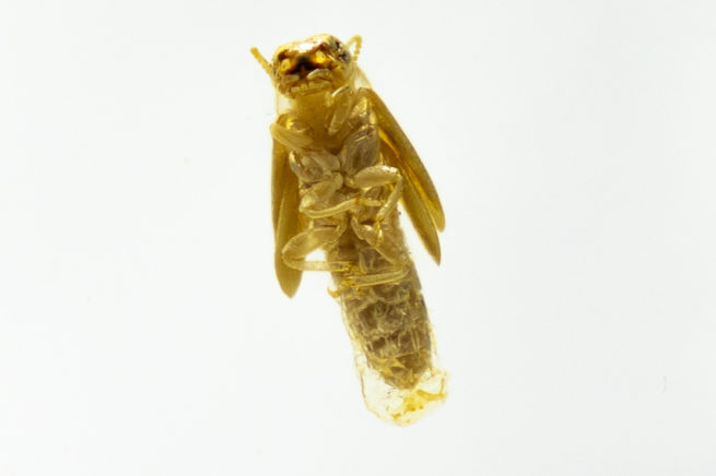 Termite Castes - Embedded Specimen Mounts 4