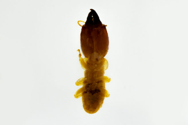 Termite Castes - Embedded Specimen Mounts 5