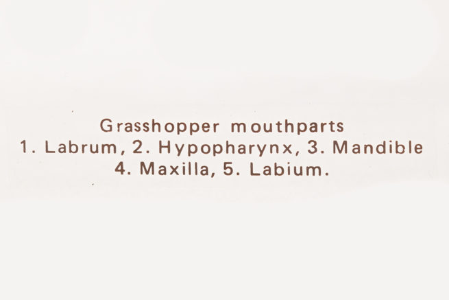 Grasshopper Mouthparts - Embedded Specimen Mounts 3
