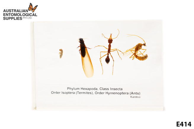 Termite and Ant Comparison - Embedded Specimen Mounts 1