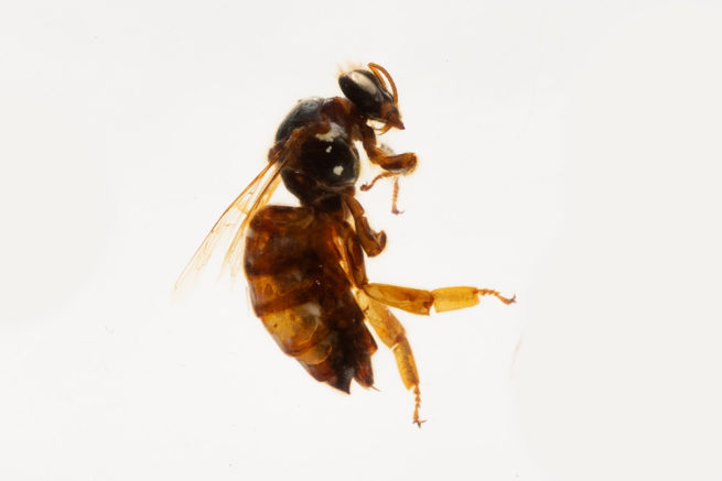 Honeybee Castes - Embedded Specimen Mounts 5